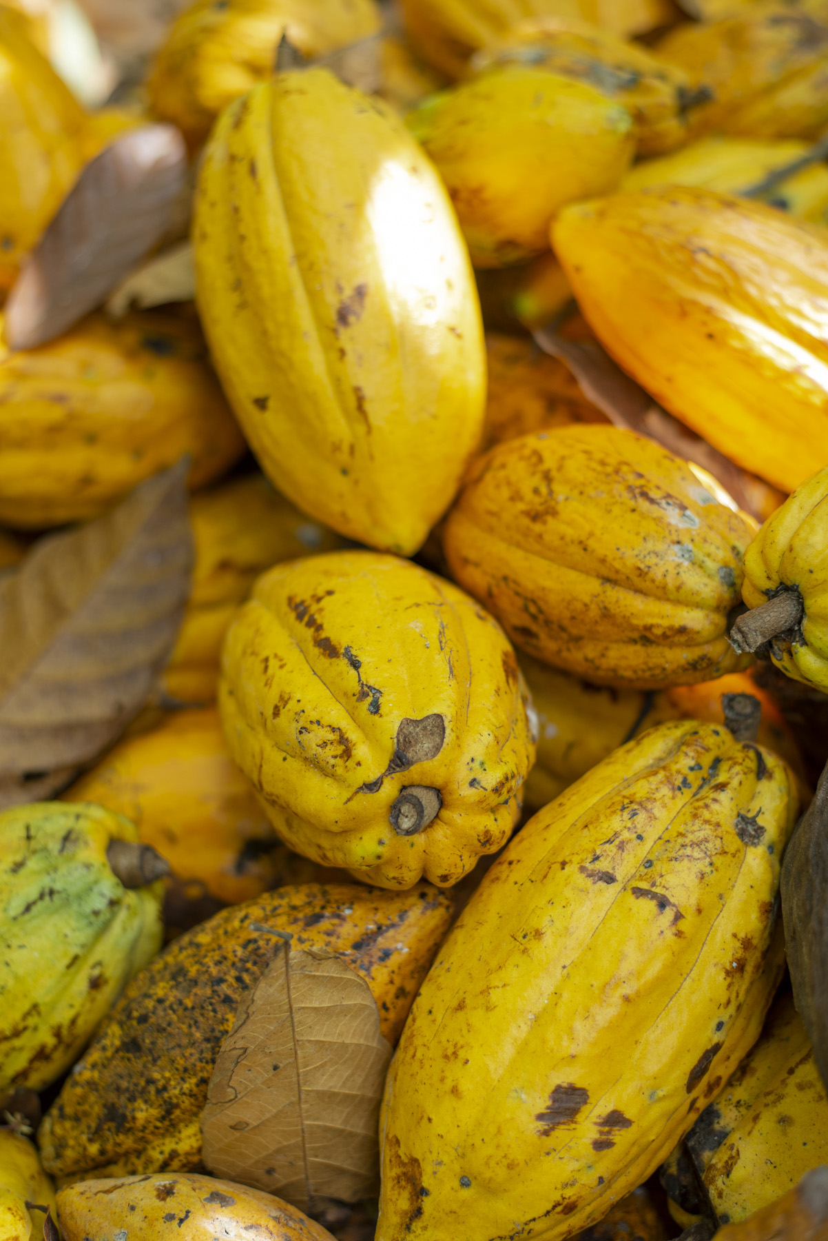 FERMENTAZIONE ED ESSICCAZIONE