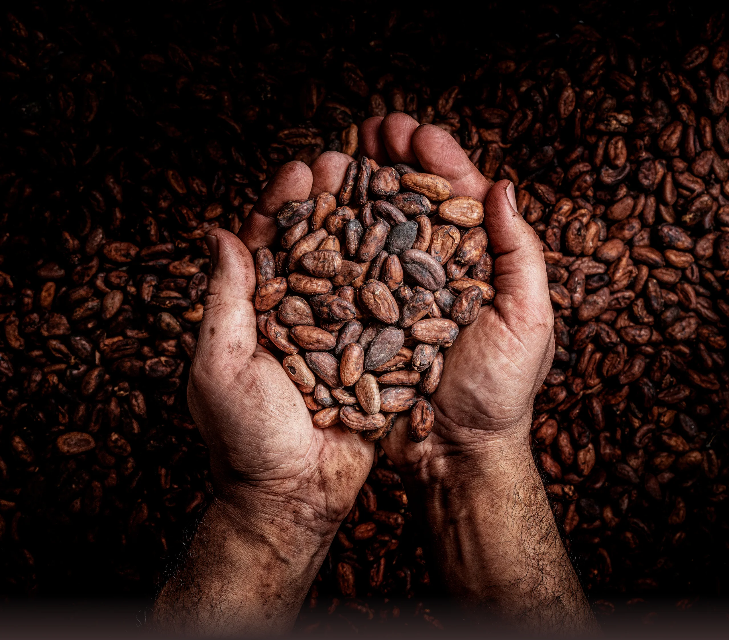 Un viaggio alla scoperta del cacao, dalla piantagione alla tavoletta