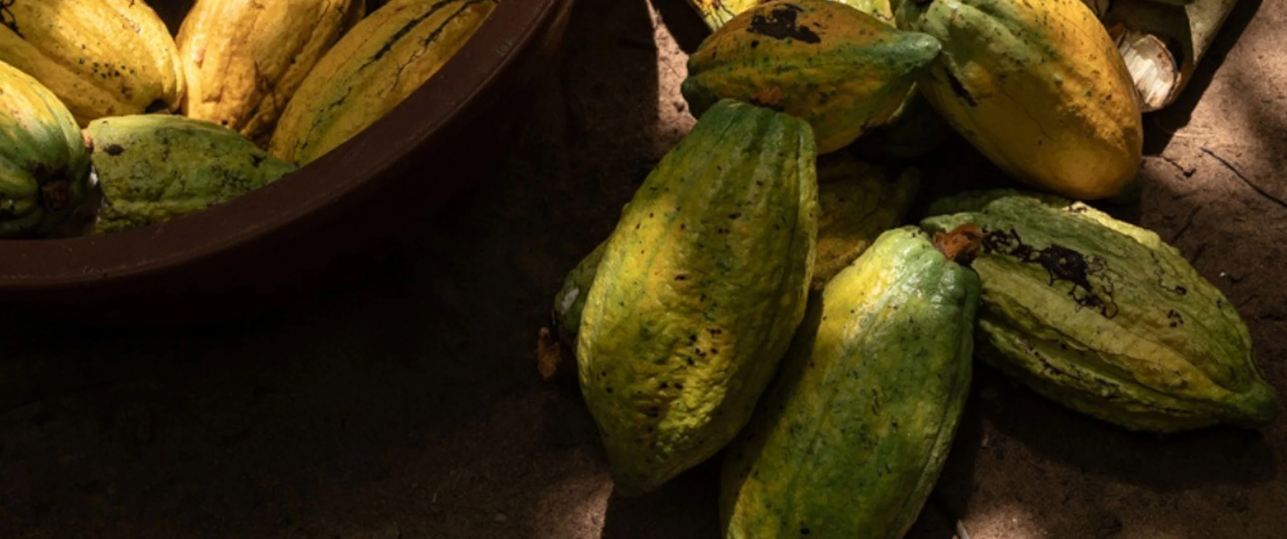 La qualità nasce dal rispetto:  del cacao, della terra, delle persone.