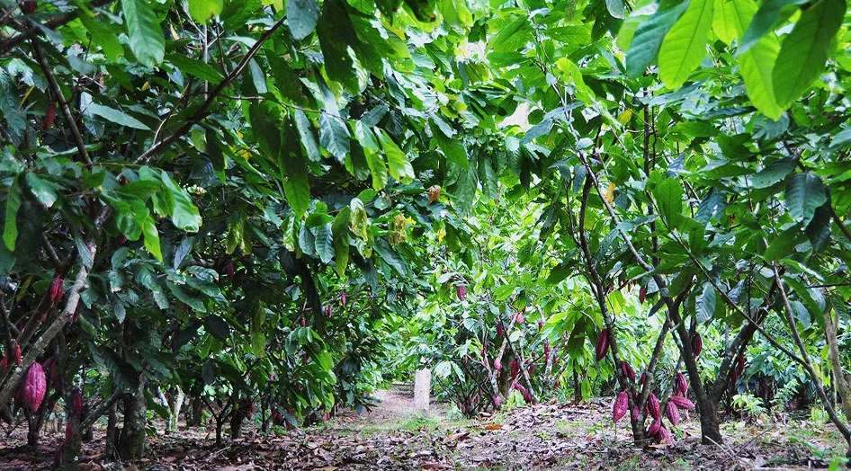 Dal cacao al cioccolato